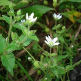 Chickweed (Stellaria media)